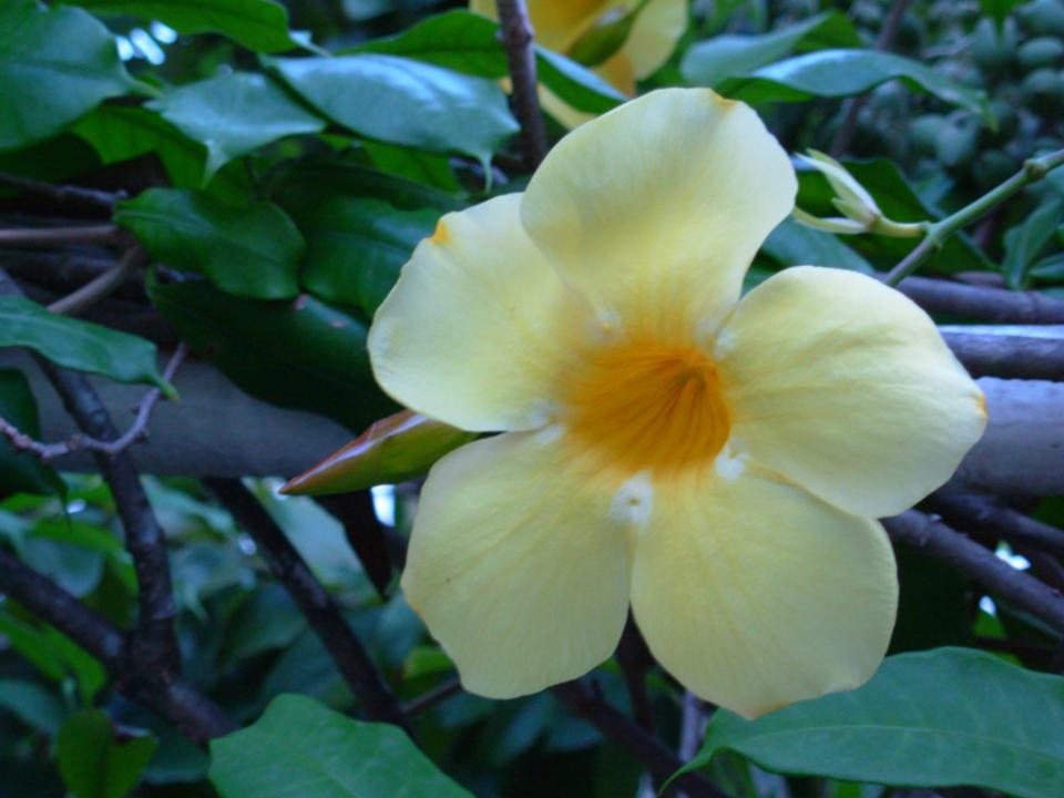 [Flower+from+Antigua.jpg]