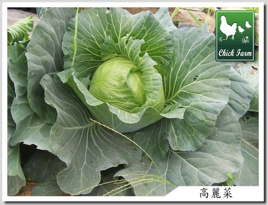 [one+cabbage.jpg]