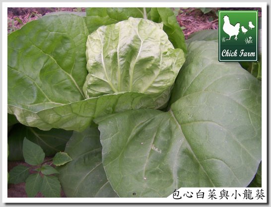 [chinese+cabbage+and+gress.jpg]