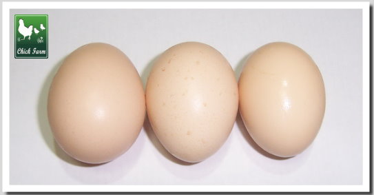 [three+eggs.jpg]