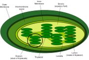 [180px-Chloroplast-new.jpg]