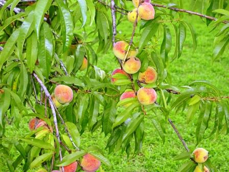 [peach+tree.JPG]