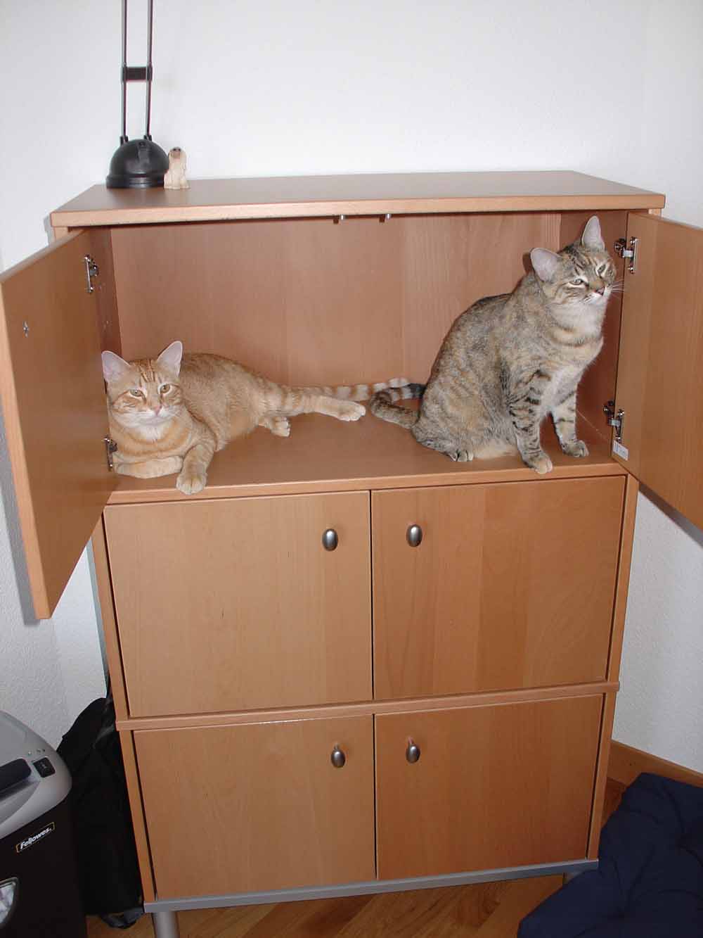 [Cats+in+Cabinet.jpg]