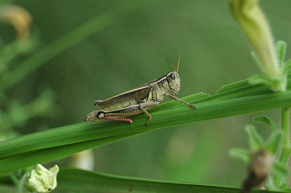 [Grasshopper2.jpg]
