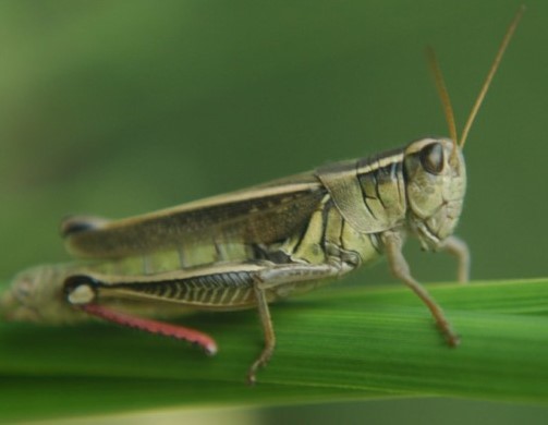 [Grasshopper3.jpg]