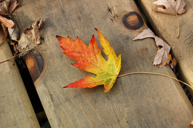 [Fall+Leaf+SpringValley.jpg]
