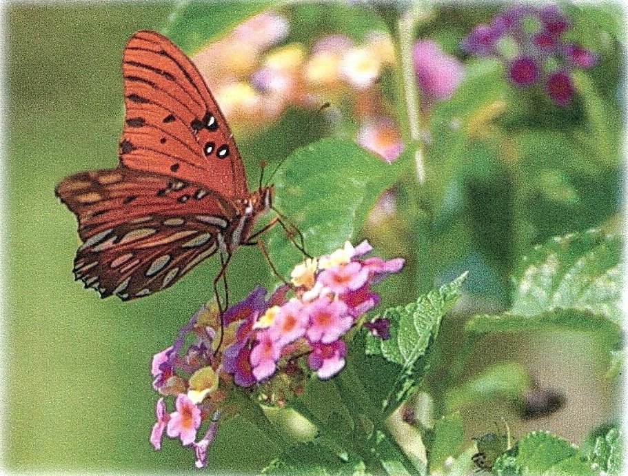 [Butterfly+on+Leaf.jpg]