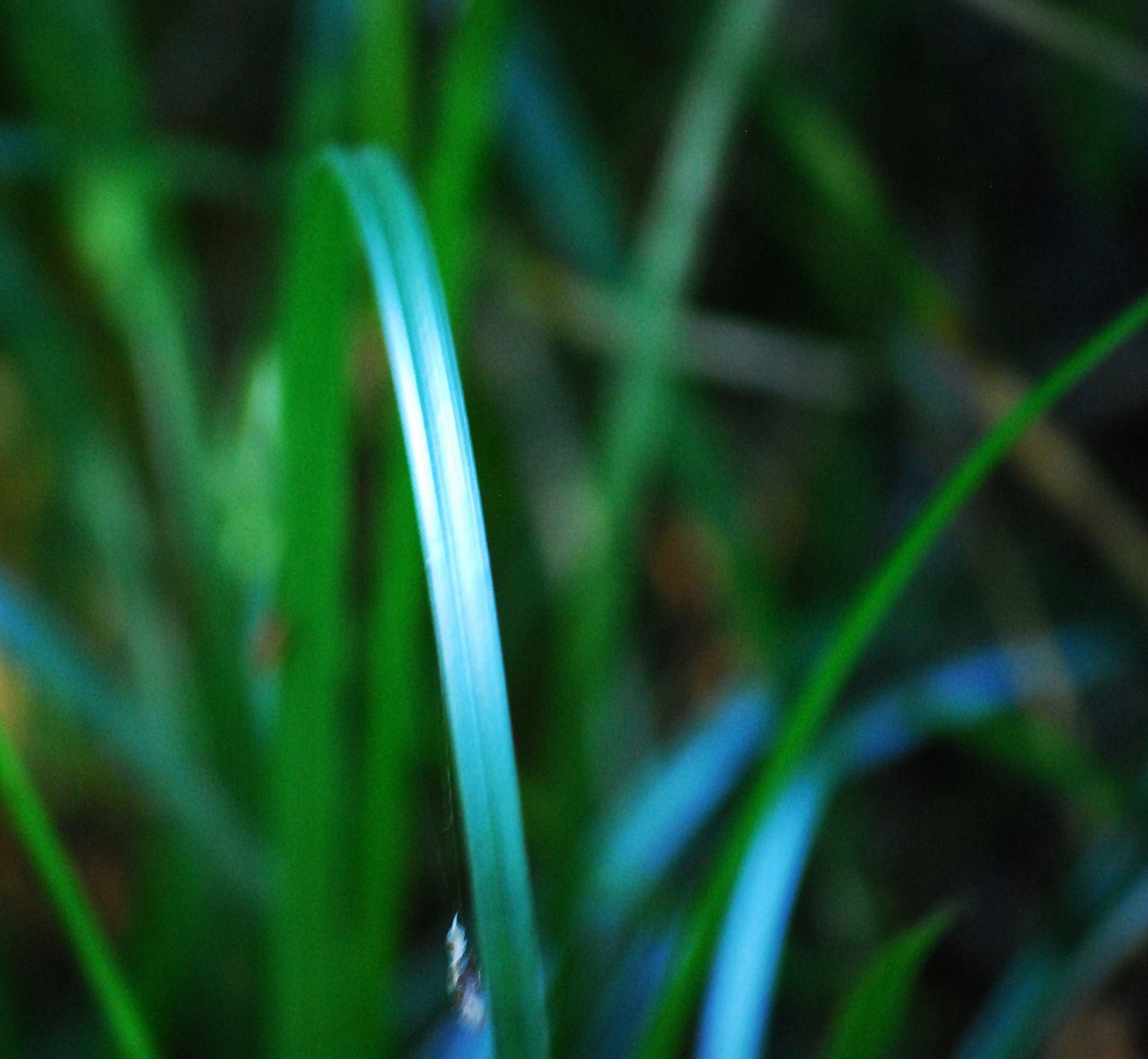 [Grass+2.JPG]