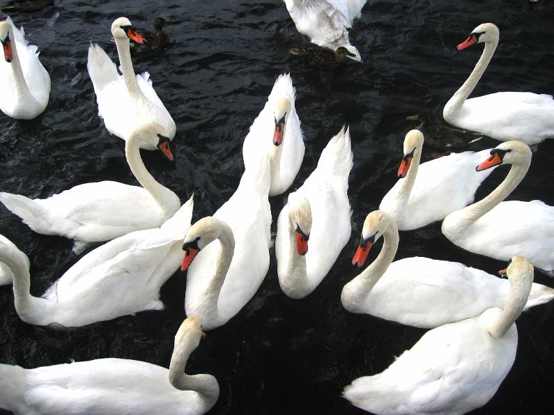 [swans+001r.jpg]