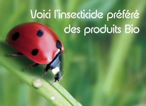 [pesticide_coccinelle.jpg]