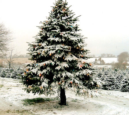 [snowy+Xmas+tree.jpg]