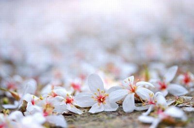 [white+flowers.JPG]