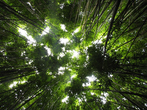 [bamboe.jungle.installaties2.jpg]
