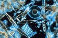 [200px-Diatoms_through_the_microscope.jpg]