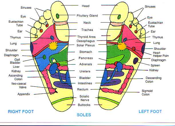 [reflexology-foot-chart.jpg]