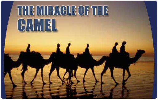 [Miracle_Of_The_Camel.jpg]
