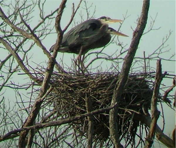 [heron+nest.jpg]