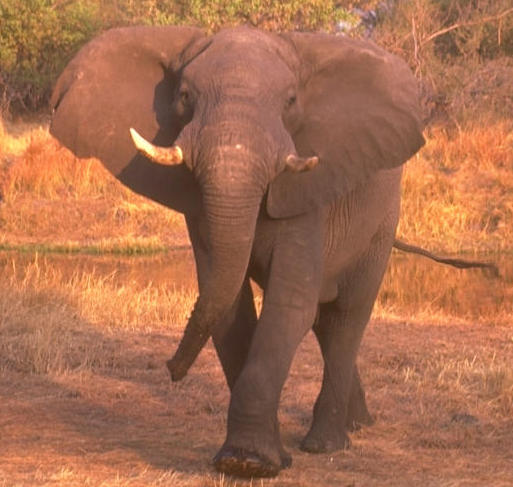 [elefante-africano.jpg]