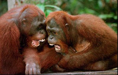 [orangutanes.jpg]