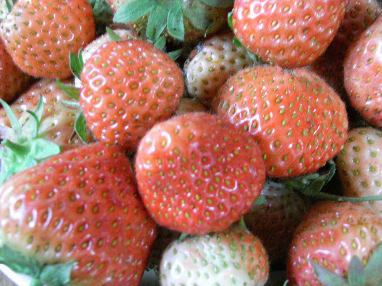 [24Jul08+Strawberries.JPG]