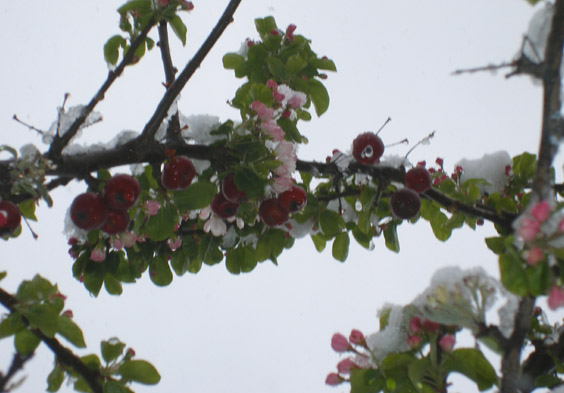 [fruit_blossomms&snow.jpg]