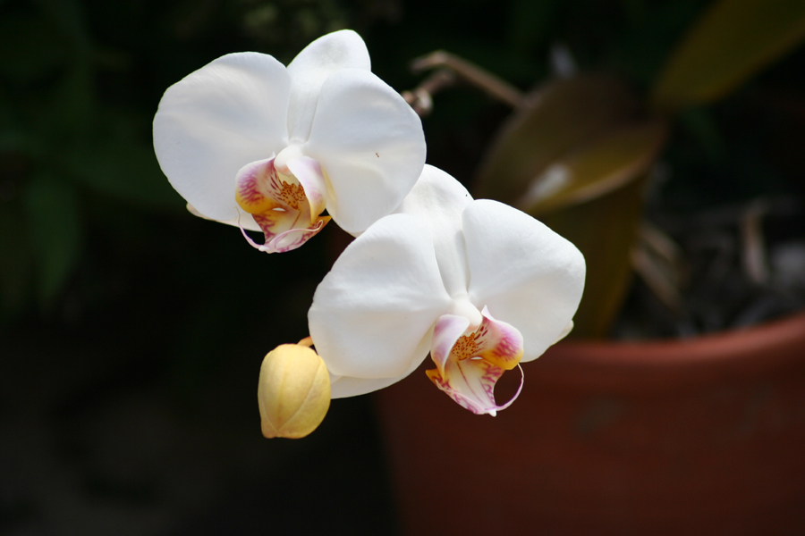 [orchids+from+kim.jpg]