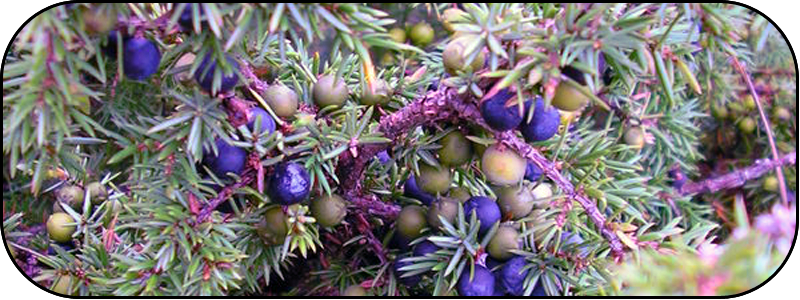 [Ginebre+-+juniperus+communis.png]