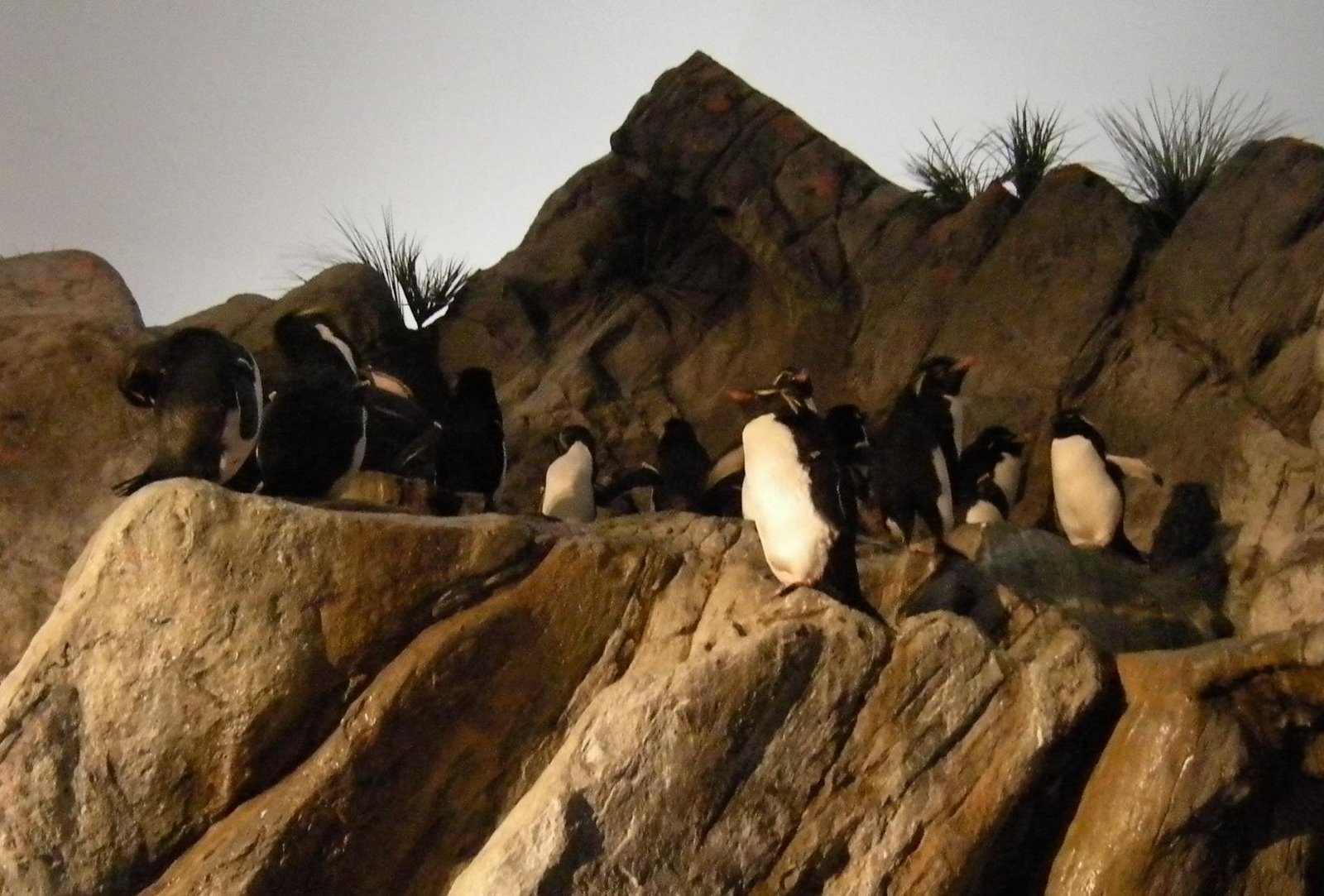[Saint+Louis+Zoo+Penguins.jpg]