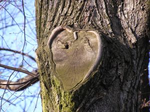 [919392_a_trees_heart.jpg]