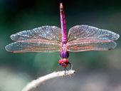 [dragonfly_purple_and_red.jpg]