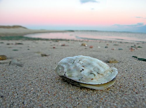 [oyster+on+beach.jpg]