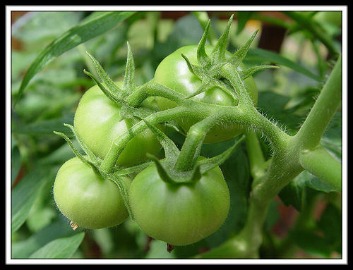 [green+tomatoes.jpg]