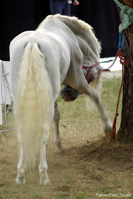 [Equestria2007-19-660.jpg]