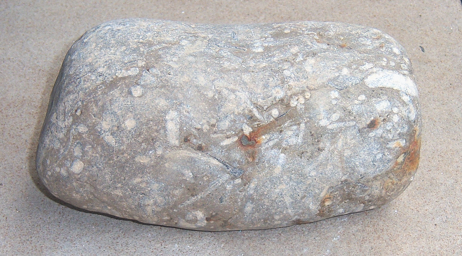 [Fossil+Rock+from+Quarry+for+blog.jpg]