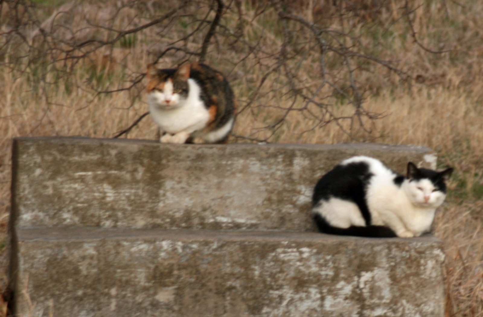 [Stray+cats+in+Gatesville.jpg]