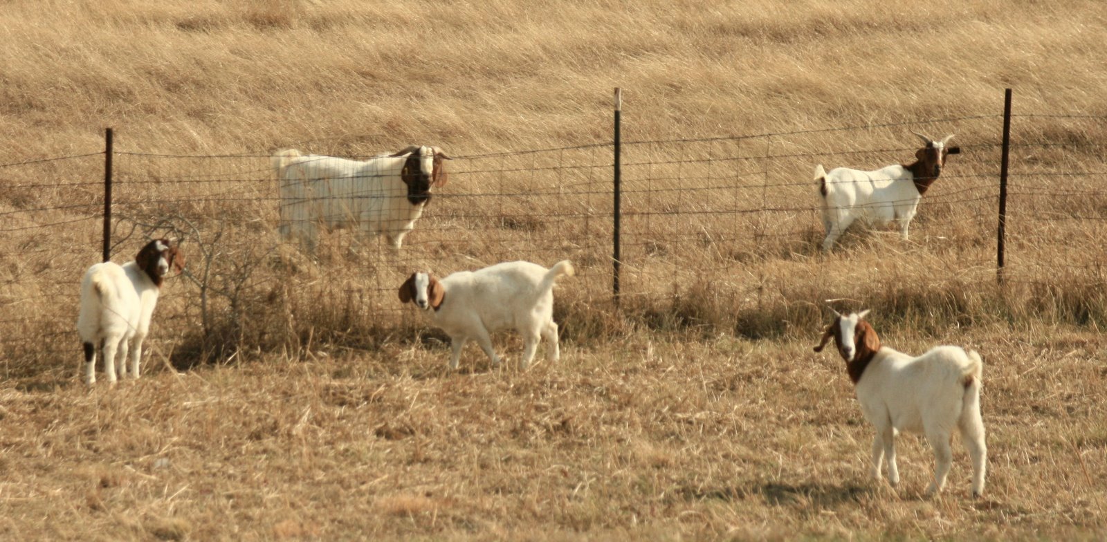 [Boer+Goats.jpg]