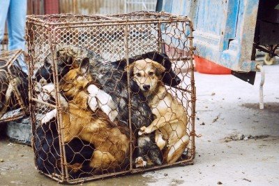 [Dogs_jumbled_in_cage-(C)AAF_thumb.jpg]