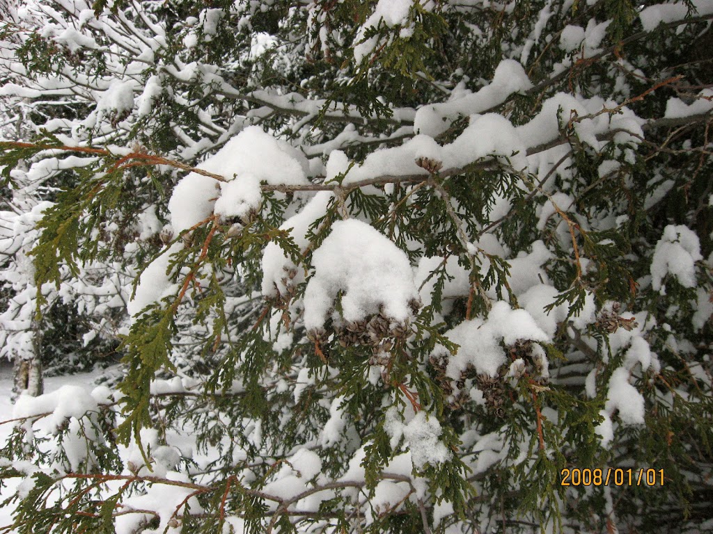 [IMG_2011Cedar+snow+icing.jpg]
