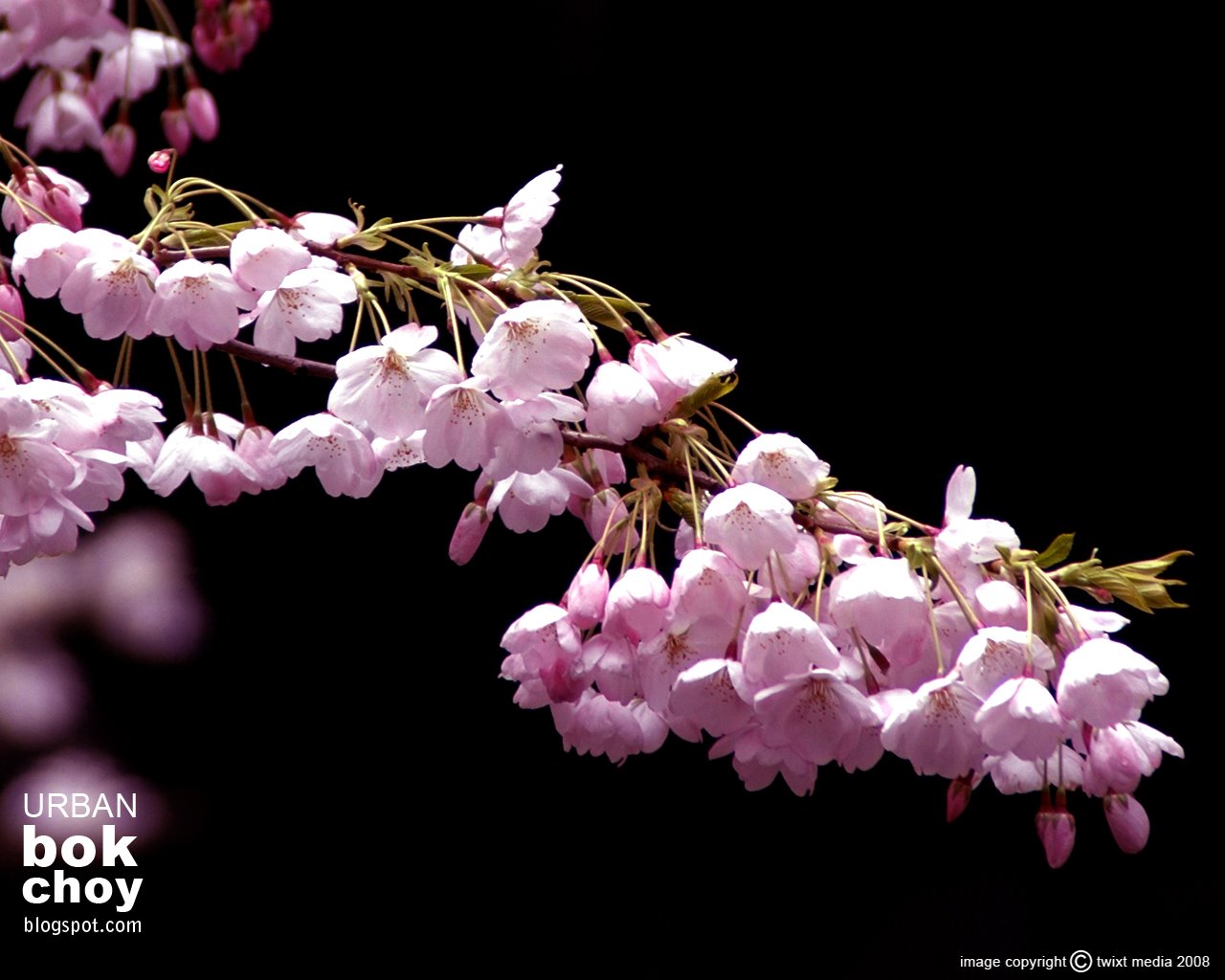 [cherry+blossoms+logo.jpg]