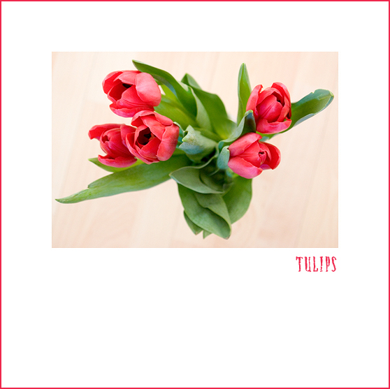 [T+tulips.jpg]