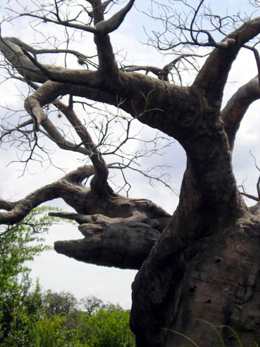 [baobob+tree.jpg]