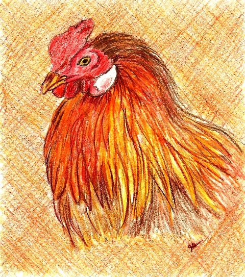 [Feb+colored+pencil+challenge+chicken.jpg]