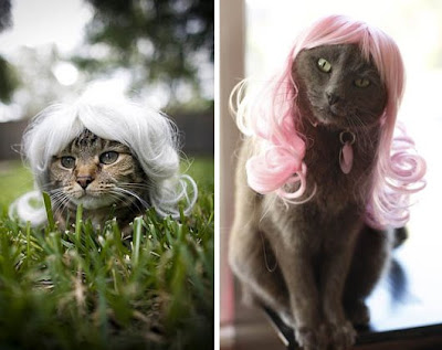 I don't have a cat. But if I did, I would get it a Kitty Wig™. Absolutely.