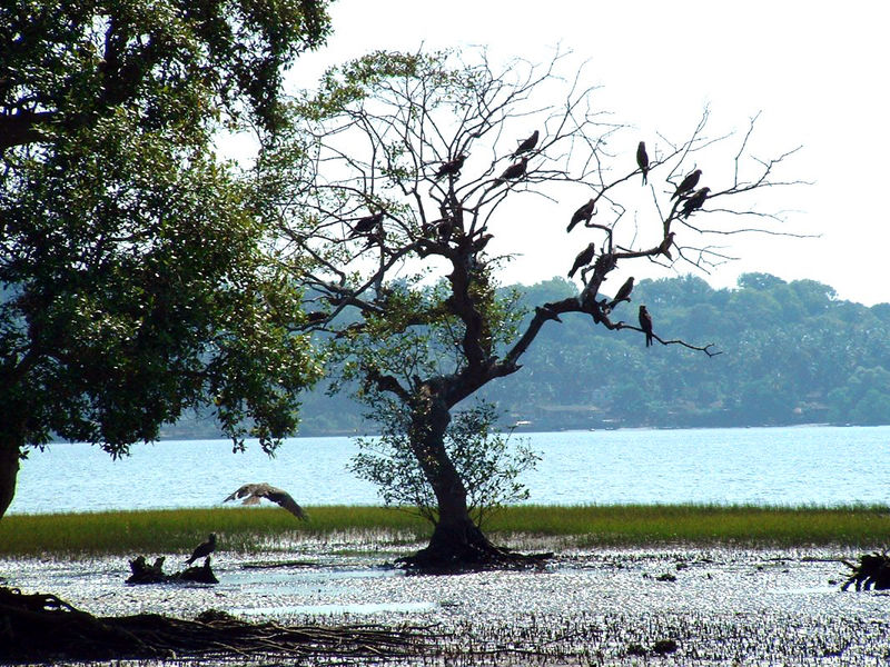 [India_Goa_Chapora_River_Colony_of_Birds.jpg]