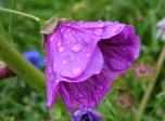 [7art-00016_wet-violet-flower.jpg]