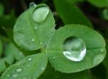 [7art-00003_big-rain-drops-on-green-leaves.jpg]