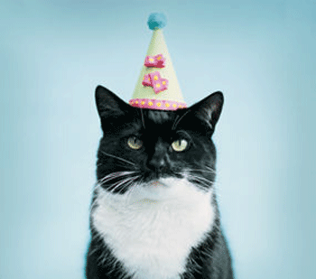 [birthday_cat.gif]