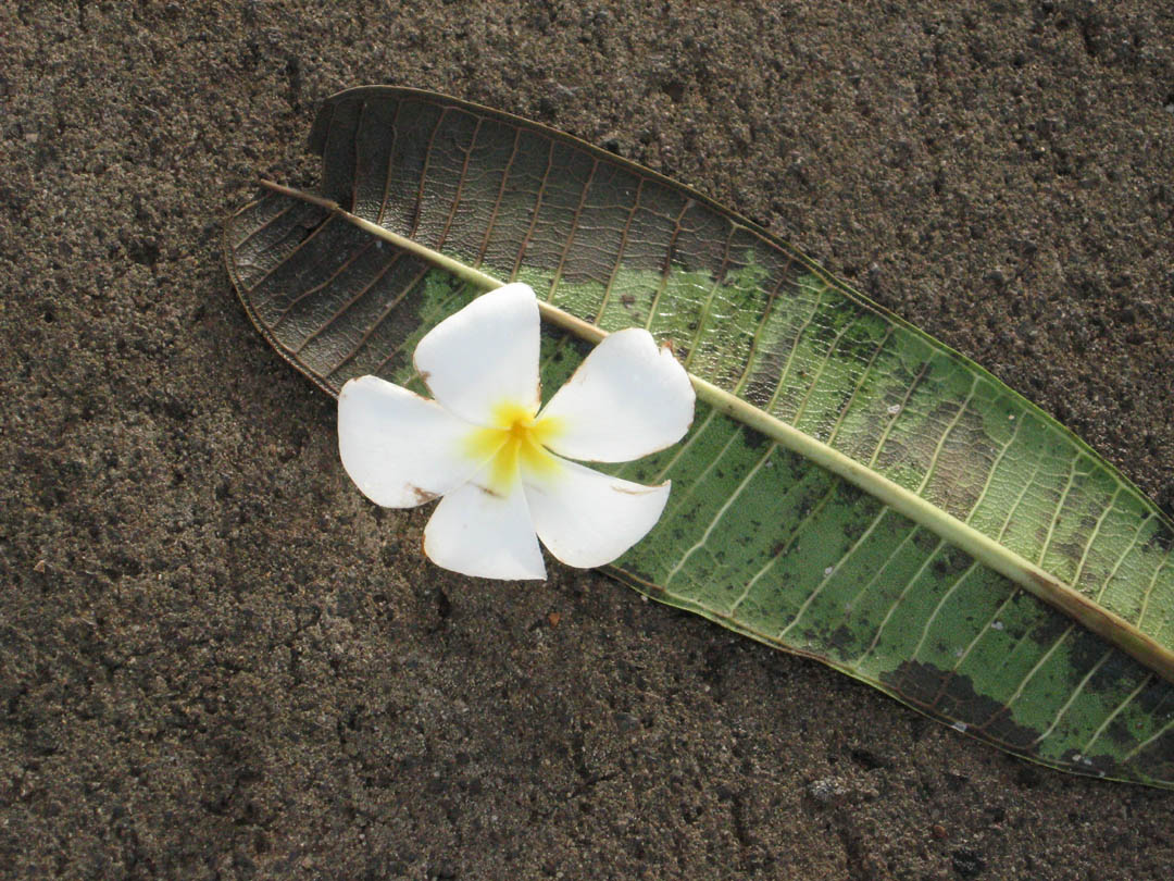 [plumeria+leaf+&+bloom.jpg]
