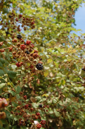 [berries.JPG]