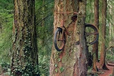 [02nov1-bikes-grow-on-trees.jpg]